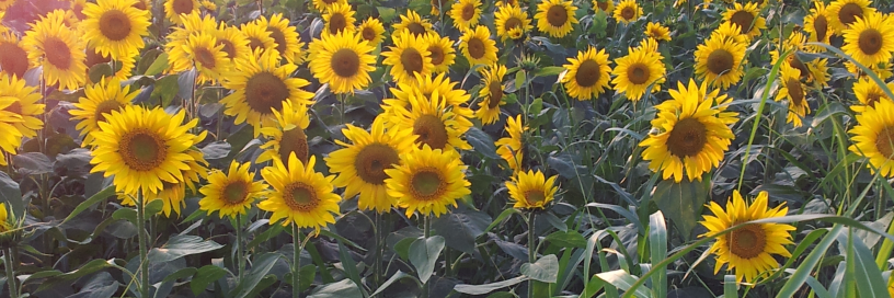 Julie Waddington 🎗✍ banner