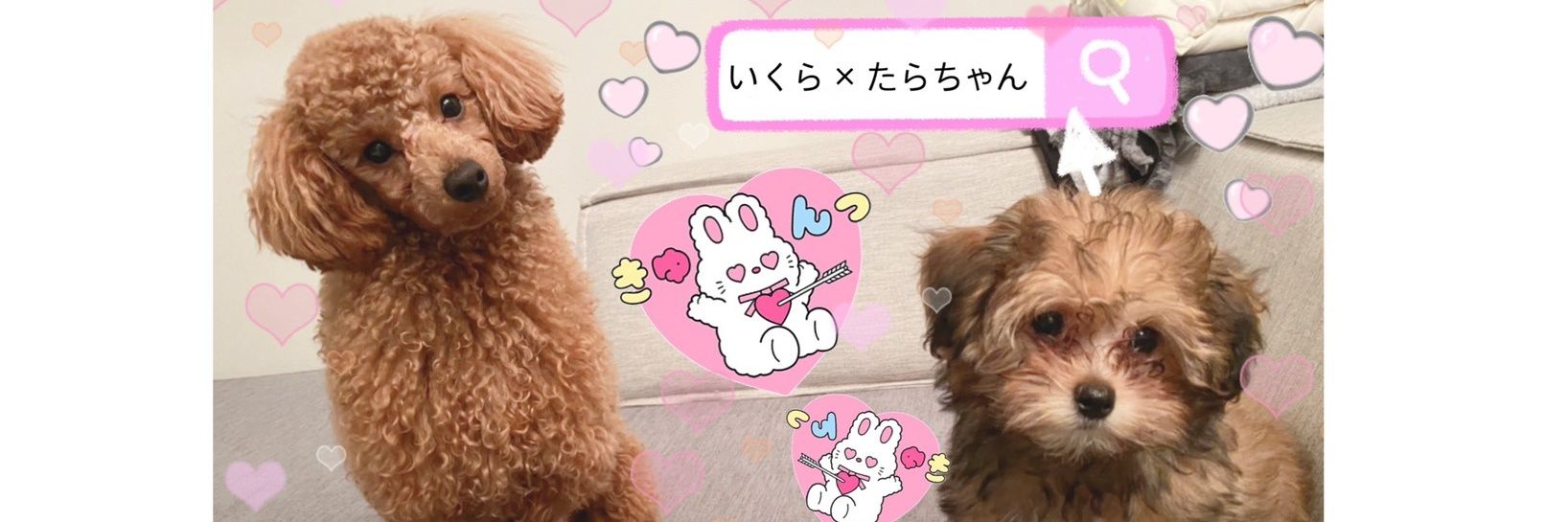孤高のライオン@いつか帯取る垢 banner