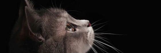 Tuareg64's profile banner image