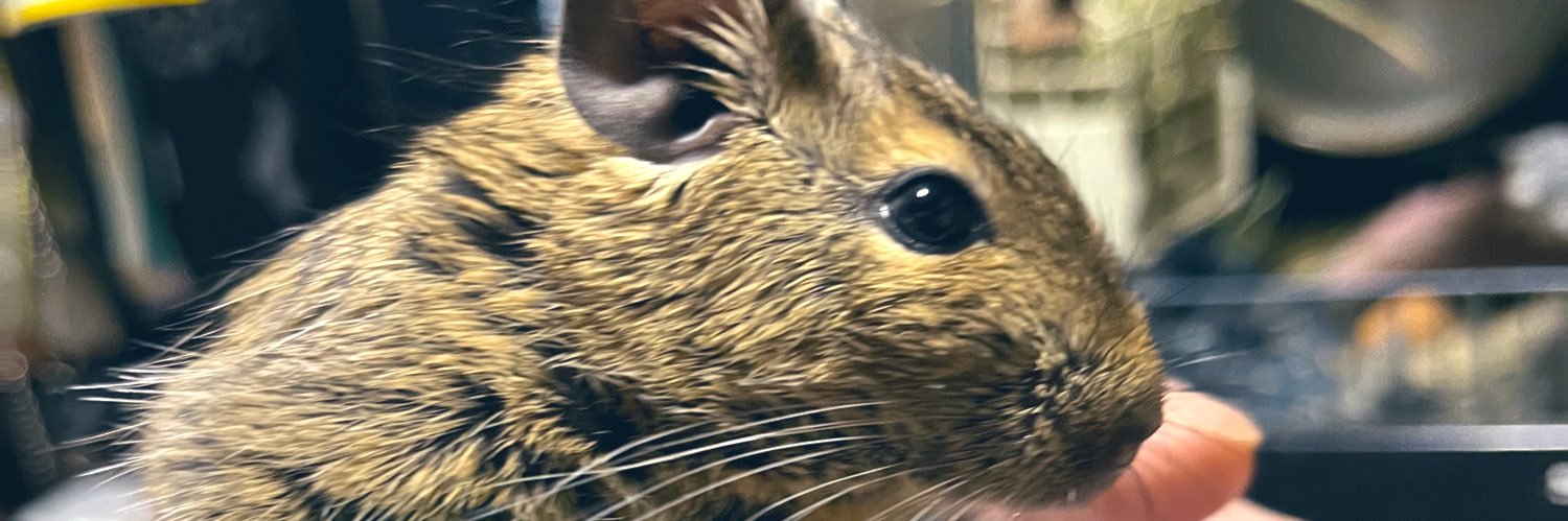 🐹うずっぺ🐹 banner