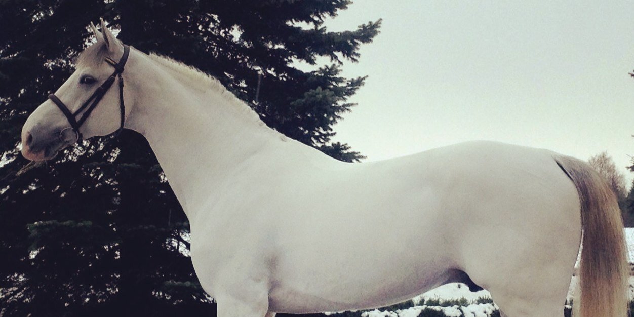 fghorses's profile banner image