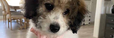 Debbie banner