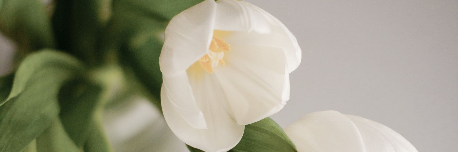 somtindey's profile banner image