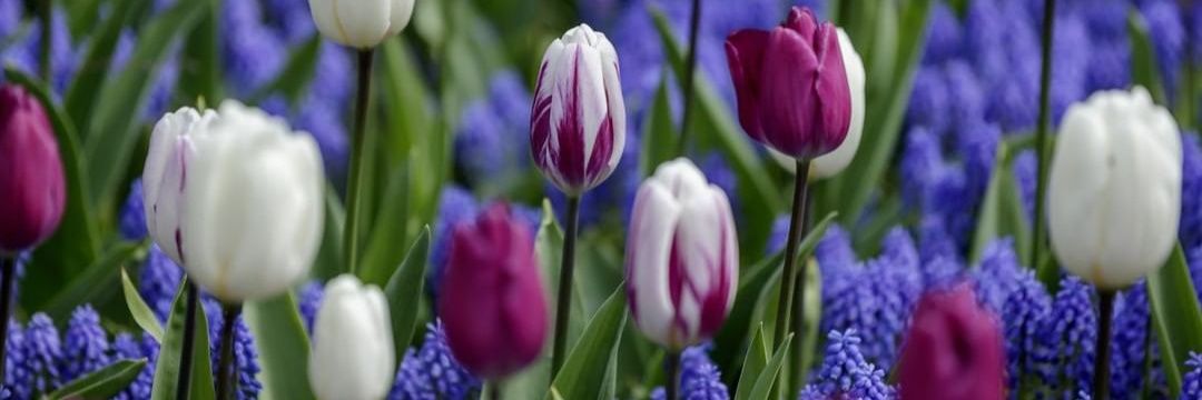 Thammy Jansen 🌻🌷⭐️⭐️⭐️ banner
