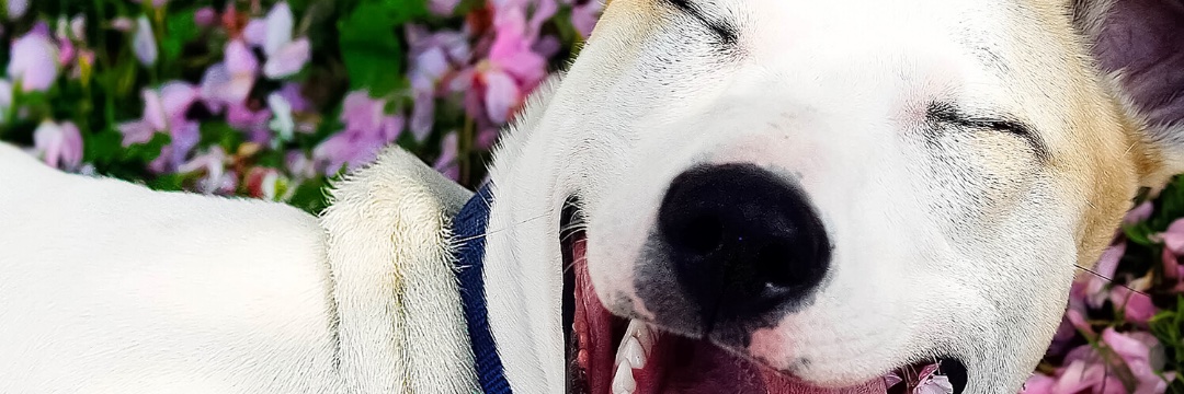 OpEdRescue's profile banner image