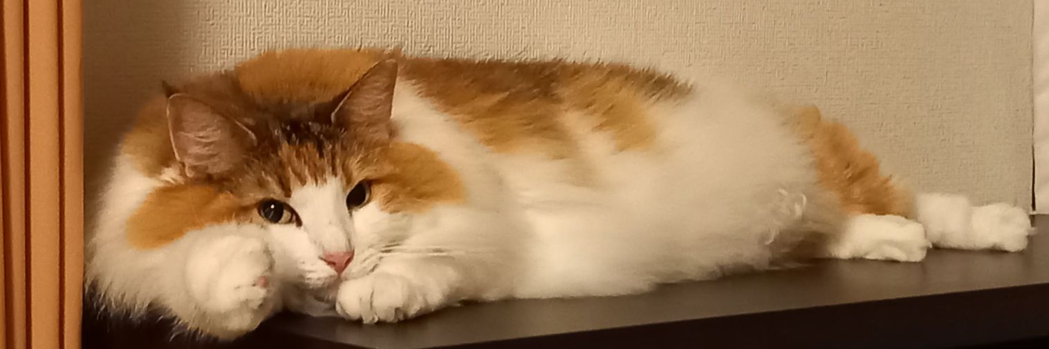 zenotuba's profile banner image