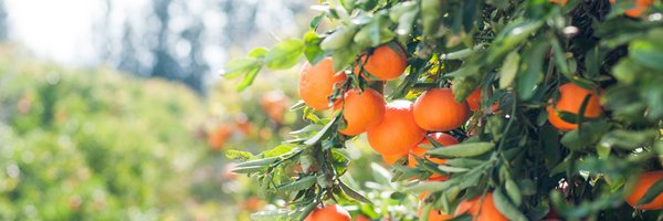 EdibleEd101 Profile Banner