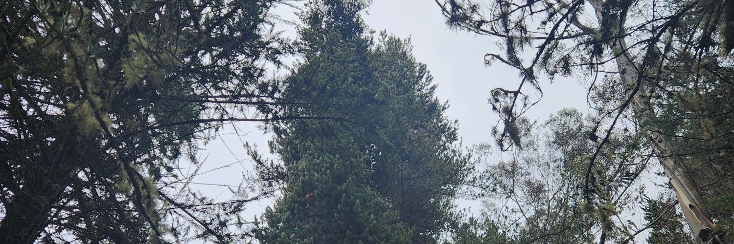 ShandraVanesa's profile banner image