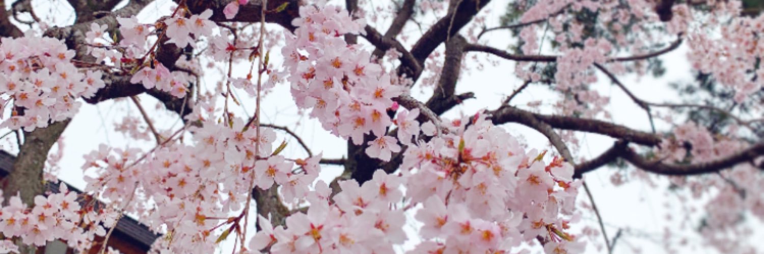 えびてん💎🍯 banner