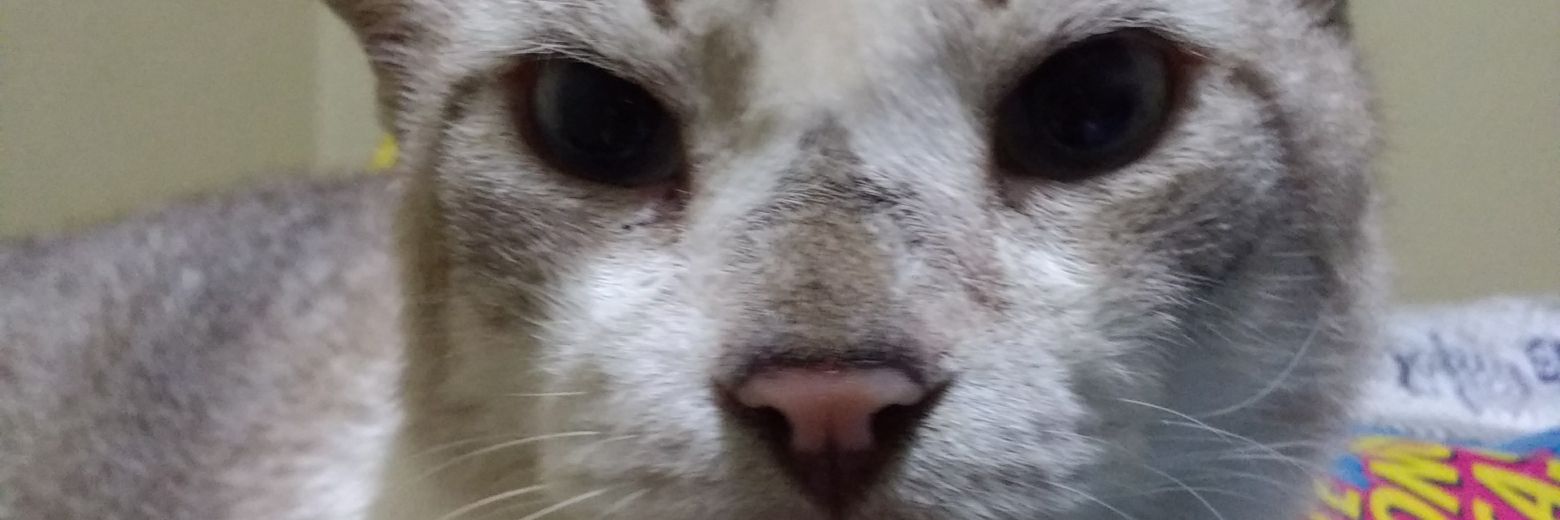 Joaoemingles's profile banner image