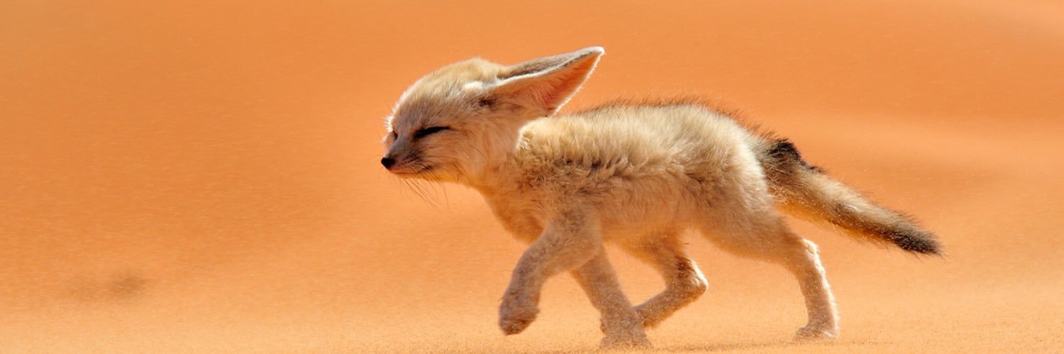 Samiraï 💮🇩🇿 banner