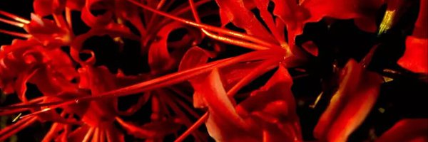 shinyuhlemayr Profile Banner