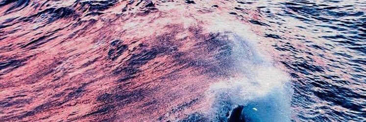 FlorCisneros's profile banner image