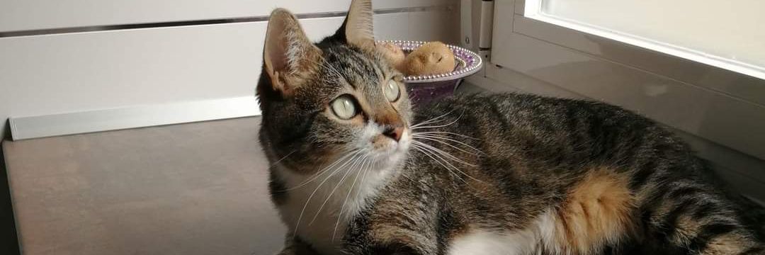 Gestión Depresivo Noganés. Entorno tóxico premium banner