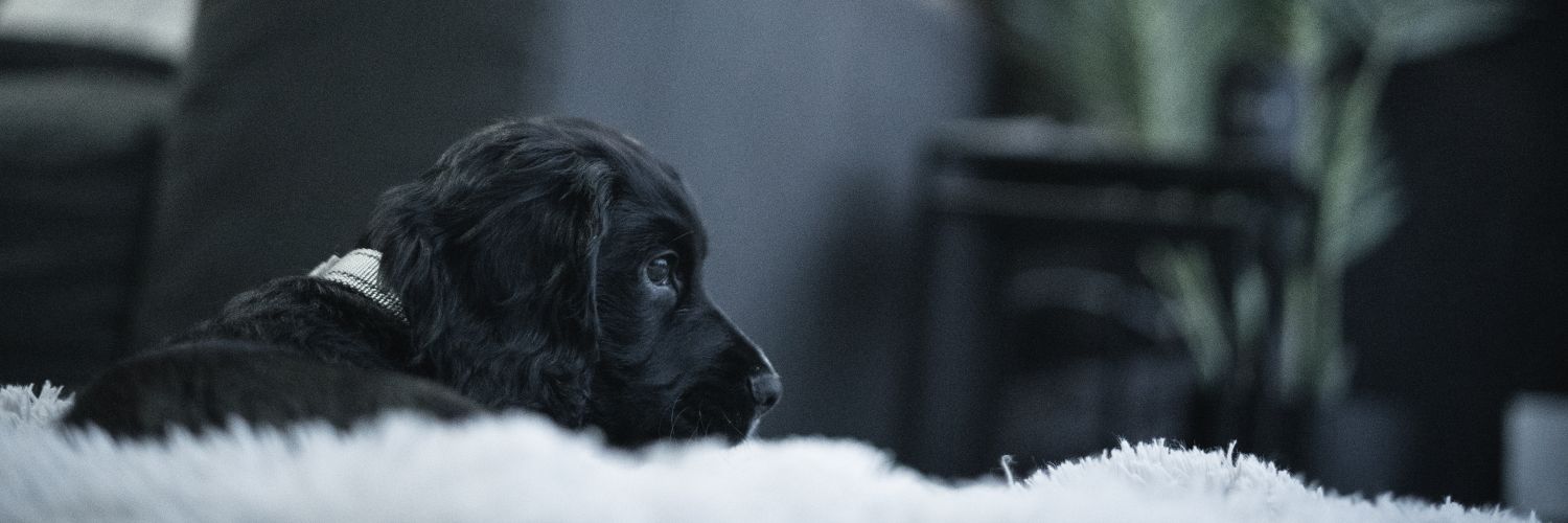graemedncn's profile banner image