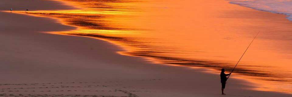 Peter Bee 🐝 banner