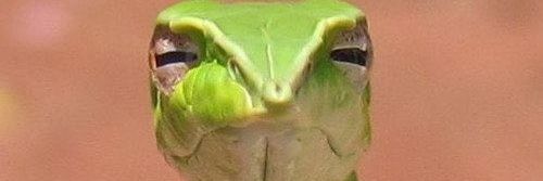 Kaleto banner