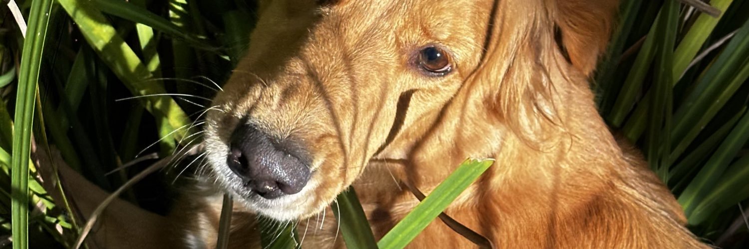 talu banner