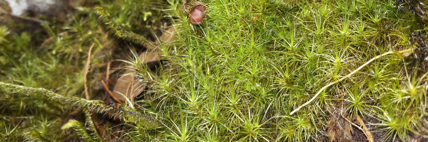 @Cristopher Jiménez Orozco banner