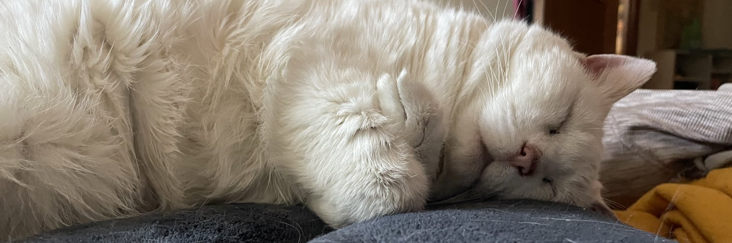 frooootloooops's profile banner image