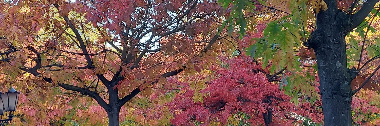 sas cha cha cha 🕺 banner