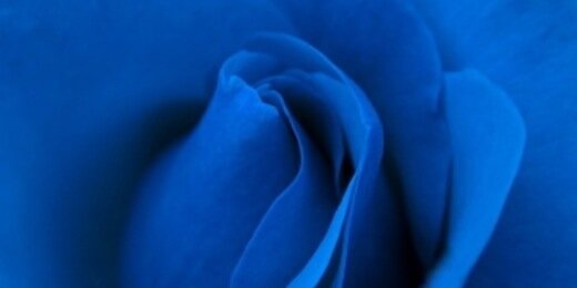 KolaBlueRose's profile banner image