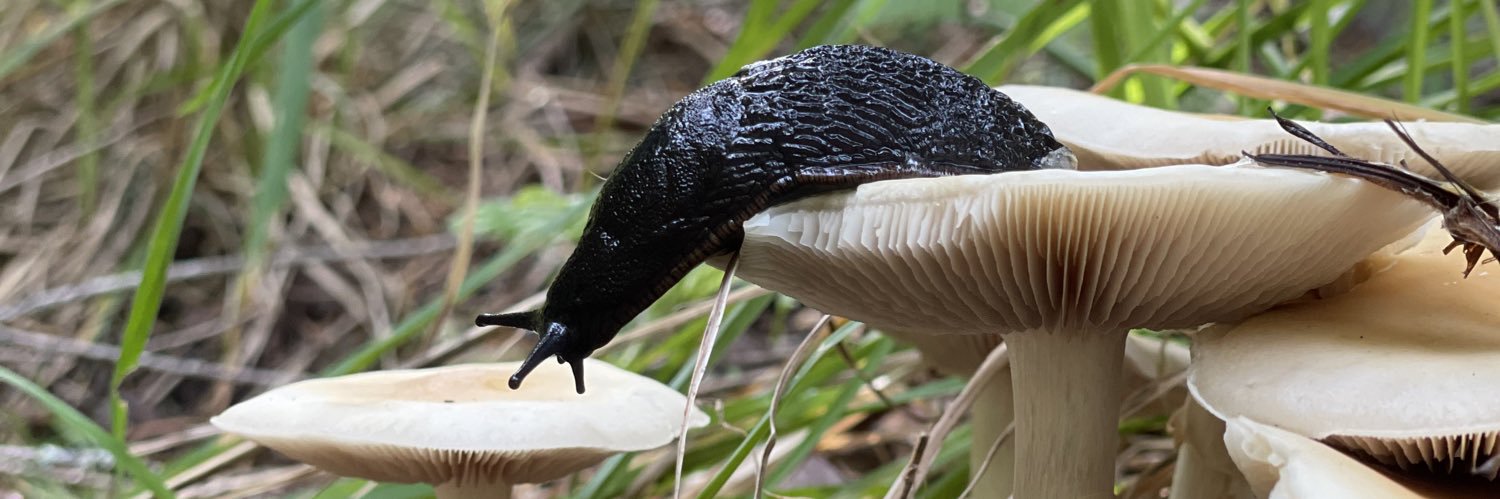 floppleton.bsky.social banner