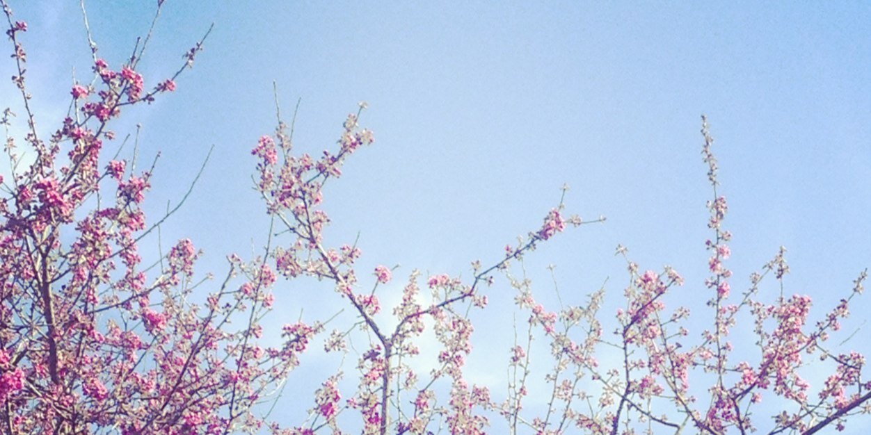 TallulaTzuke's profile banner image