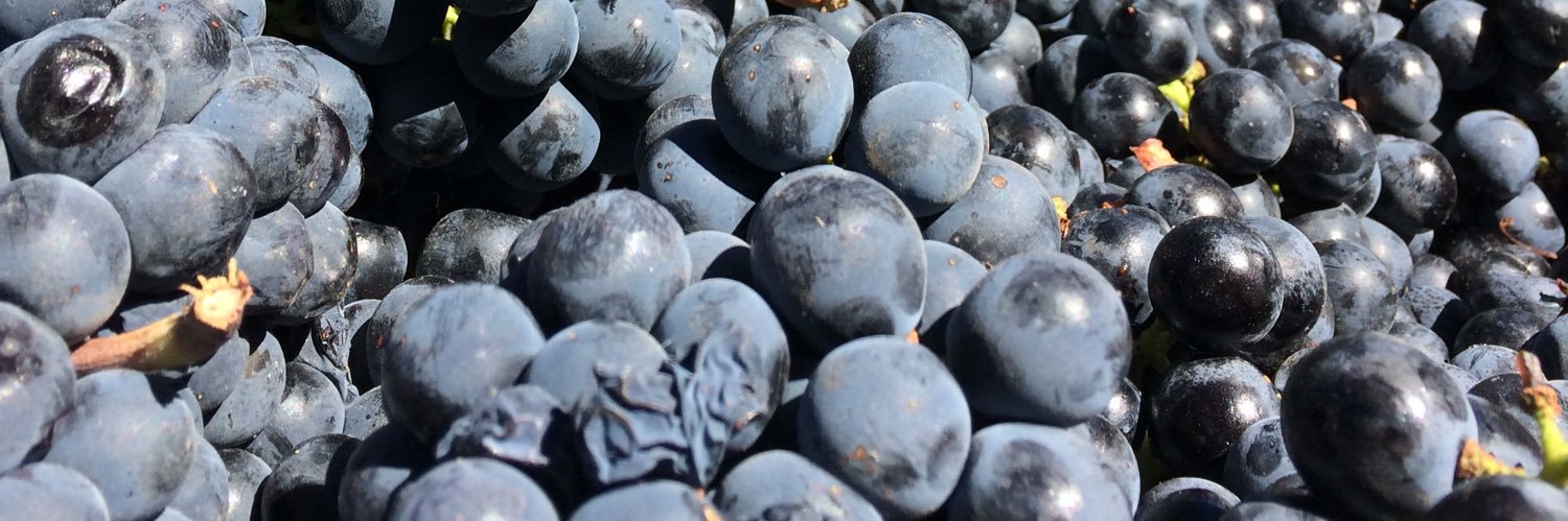 Eclectic Wines banner