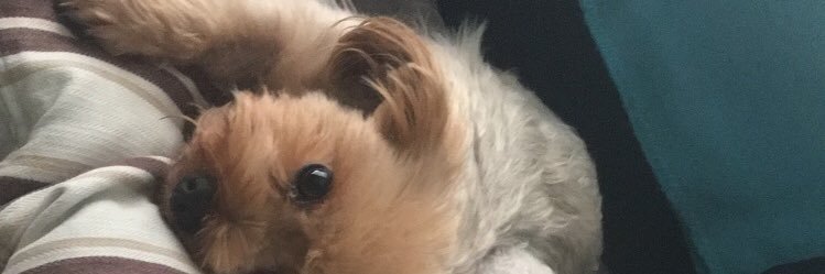 Ailiseelyonss's profile banner image