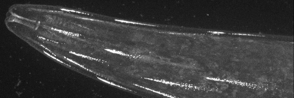 The Boulin Lab banner