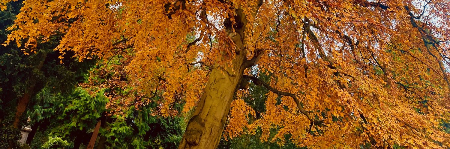 burtonbeau's profile banner image