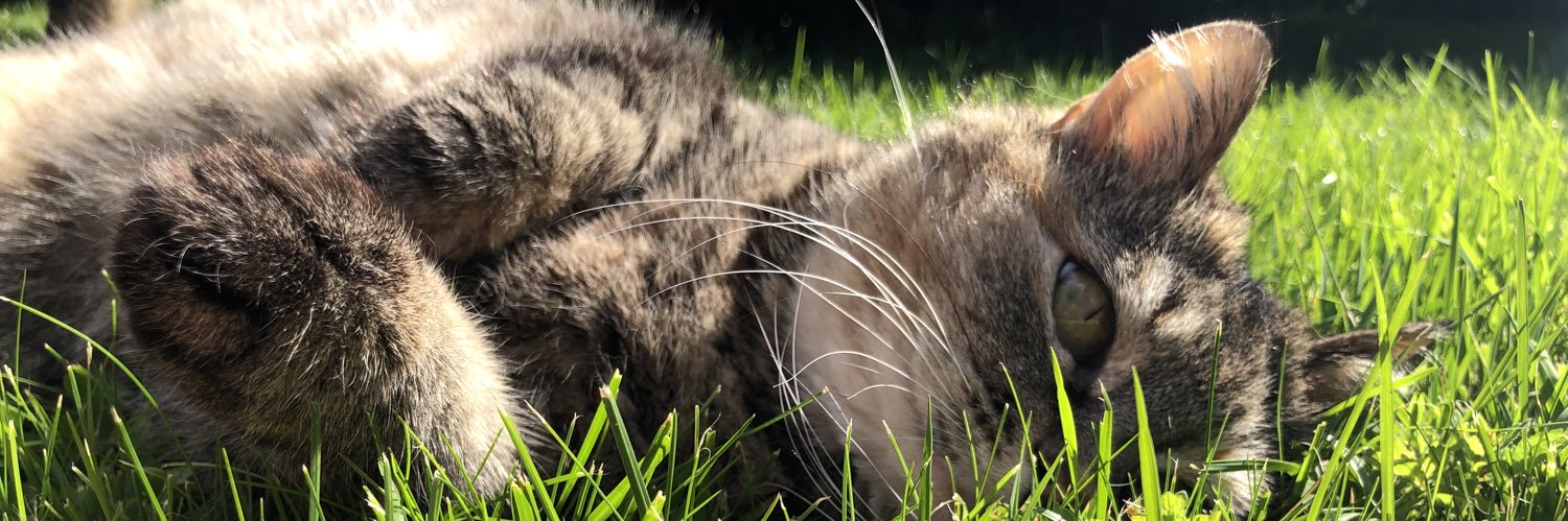 InfectedKitty's profile banner image