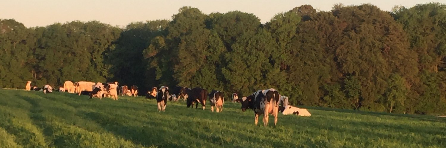 Sébastien Stoessel banner