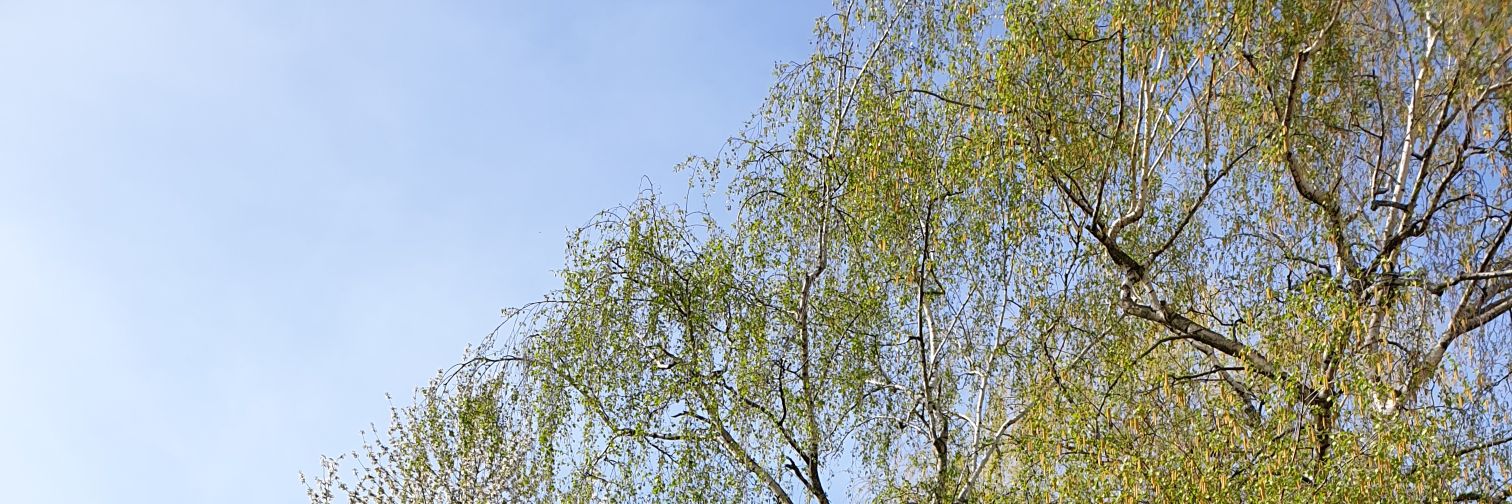 ficcus banner