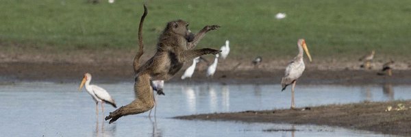 paleo_group Profile Banner