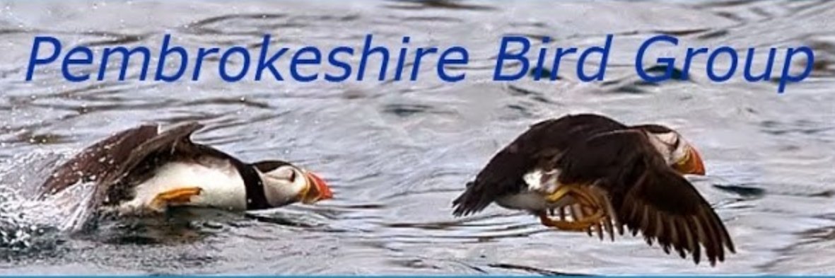 Pembrokeshire Bird Group banner