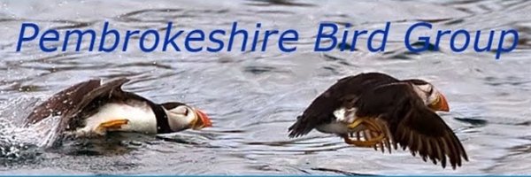 PembsBirds Profile Banner