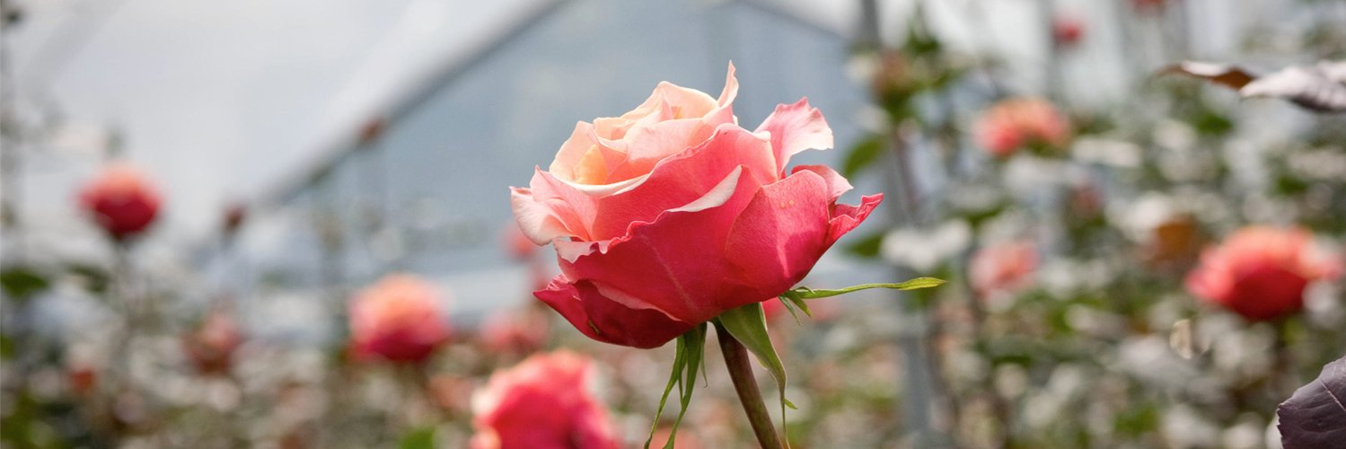 passionroses's profile banner image