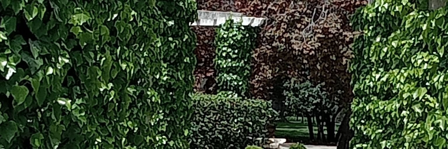 rosaidafer's profile banner image
