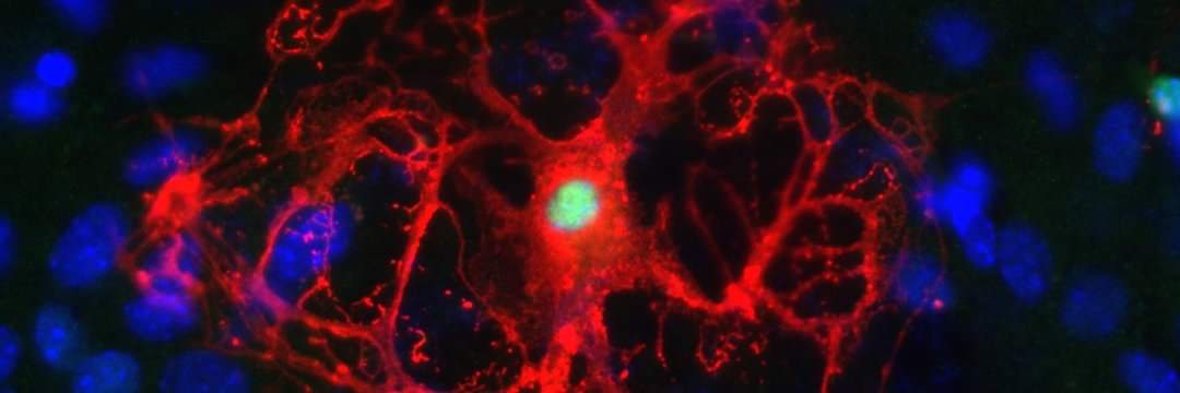 Dombrowski Lab banner