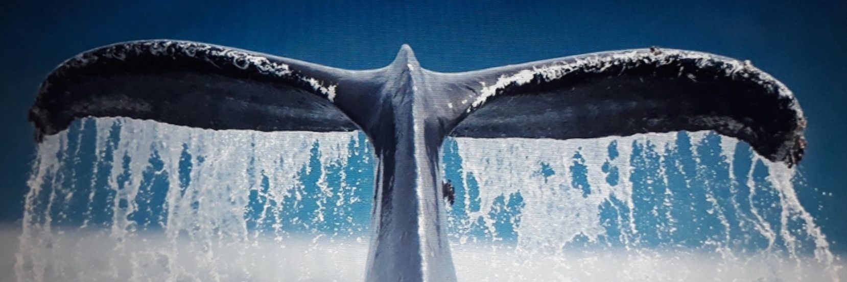 angelfm77's profile banner image