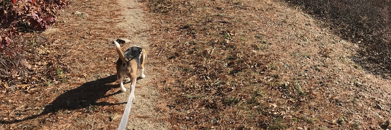 Winnie, Goldie & 🌈🐶 Pip da Beagle banner