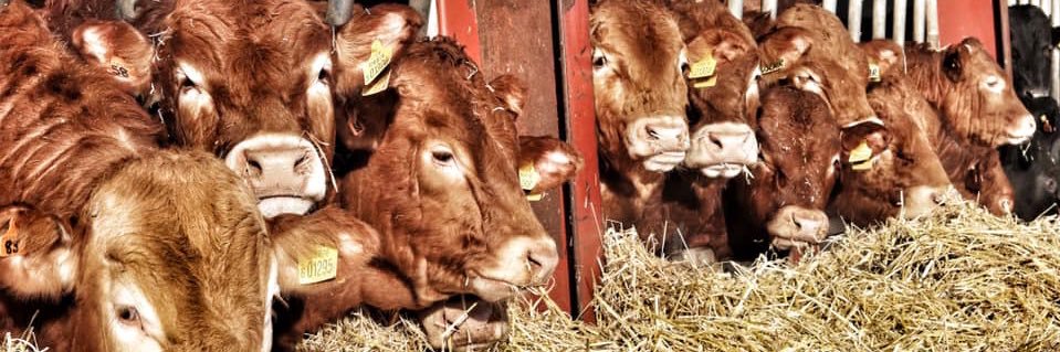 Anna Stuart 🇬🇧🐂🐄🐏🇬🇧 banner