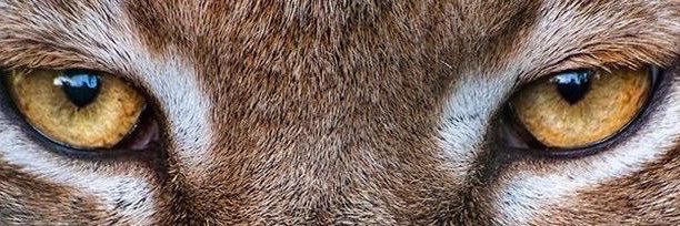 dbenann's profile banner image