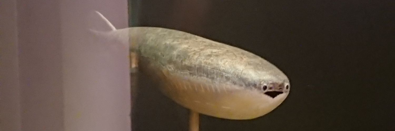 !check pinned! banner