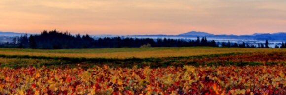NextGenWine's profile banner image