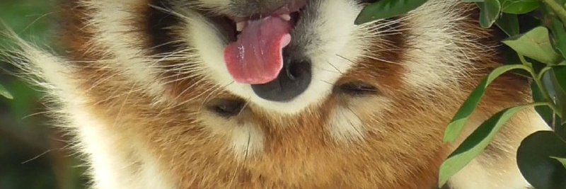 maomaoredpanda's profile banner image