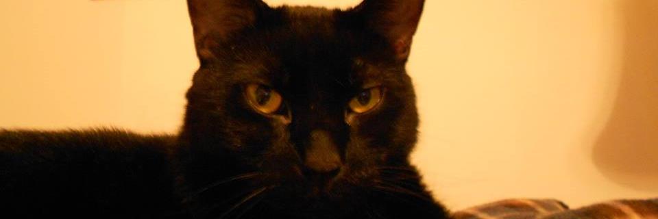 BeckyBoseweib's profile banner image