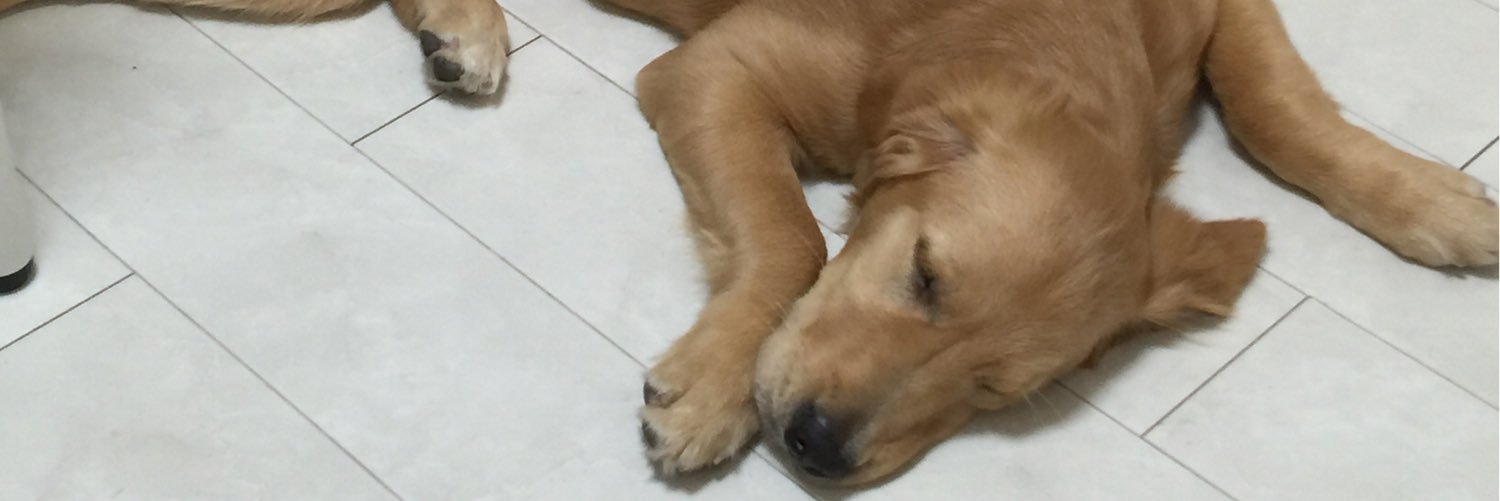 chieDONvy's profile banner image